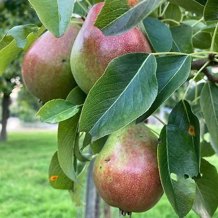 Holiday home De Schapenweide