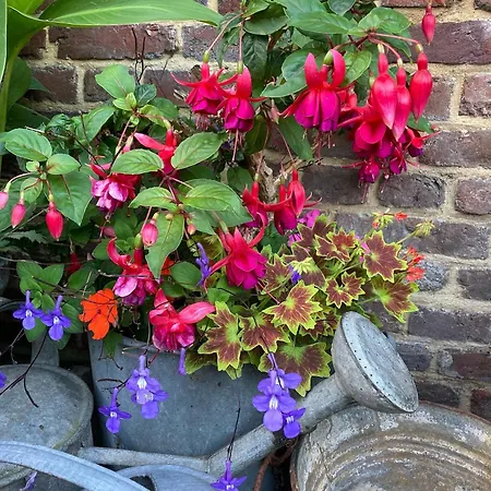 De Schapenweide Wijlre