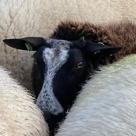 De Schapenweide Holiday home *