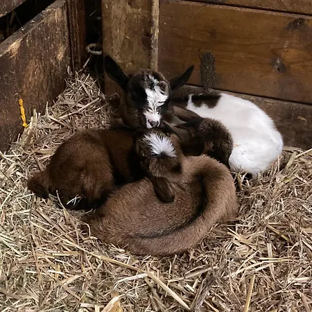 De Schapenweide Holiday home *